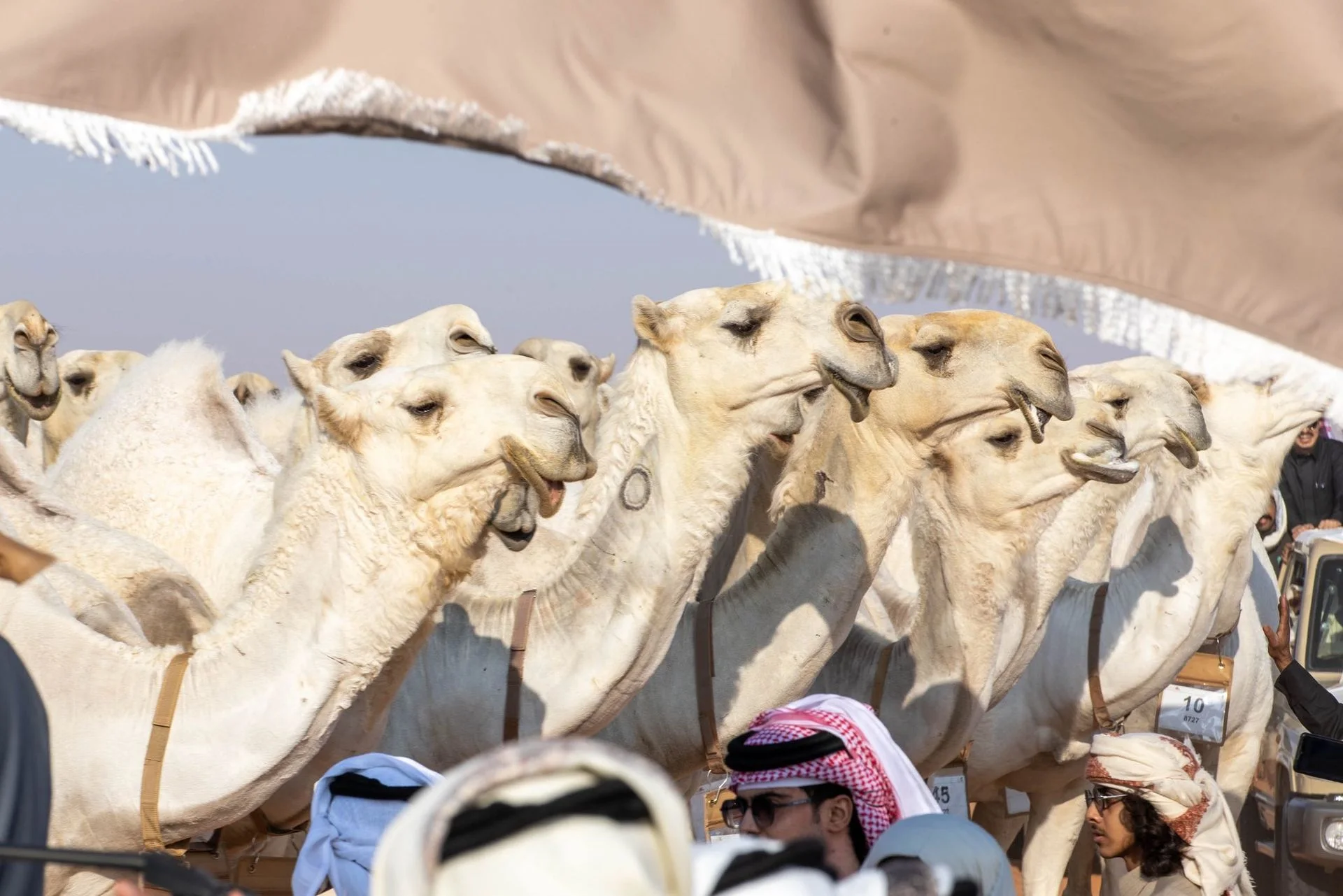 رؤوس الوضح مرتفعة في الميدان