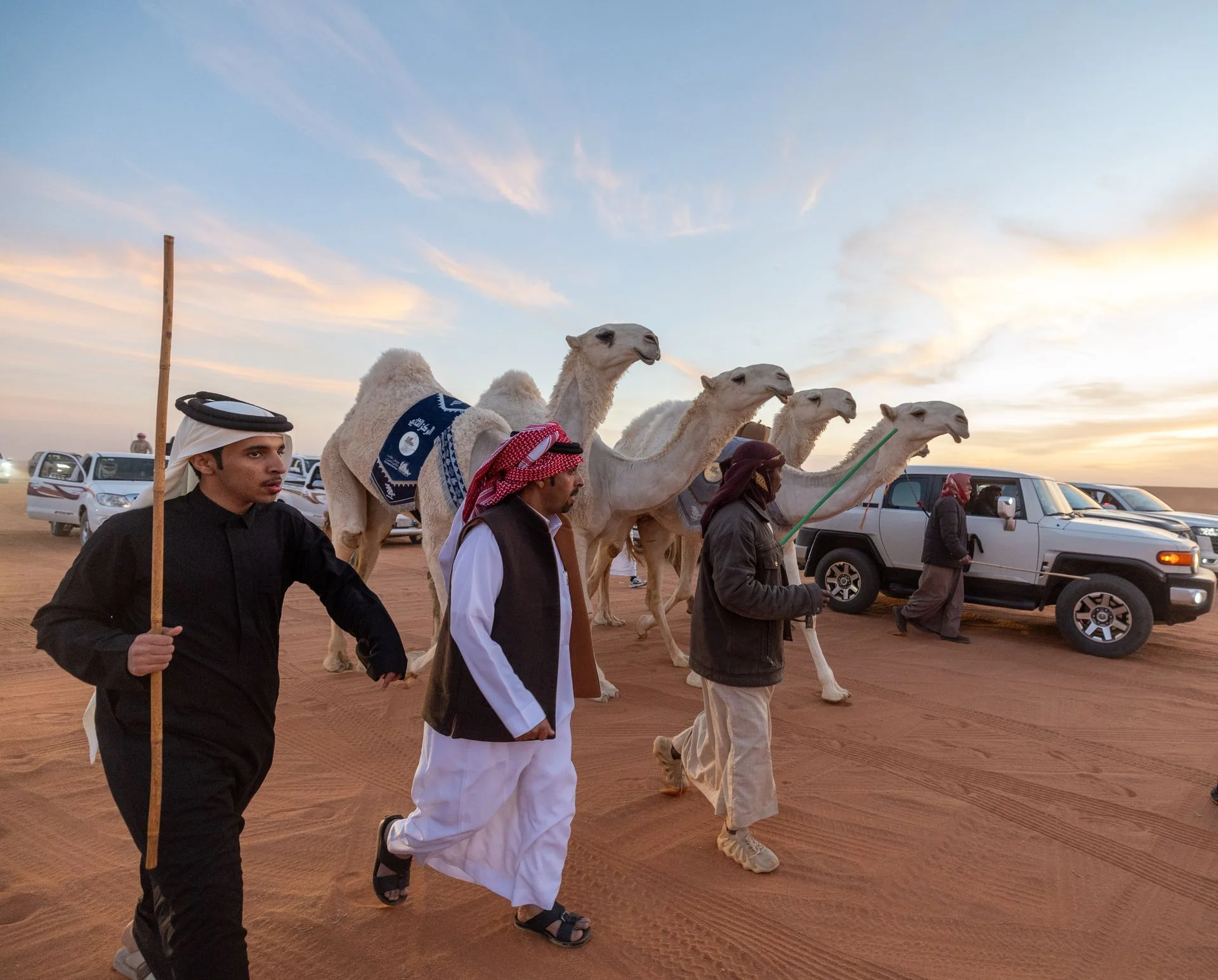 رعاة النائلات يقودون الوضح عند الغروب