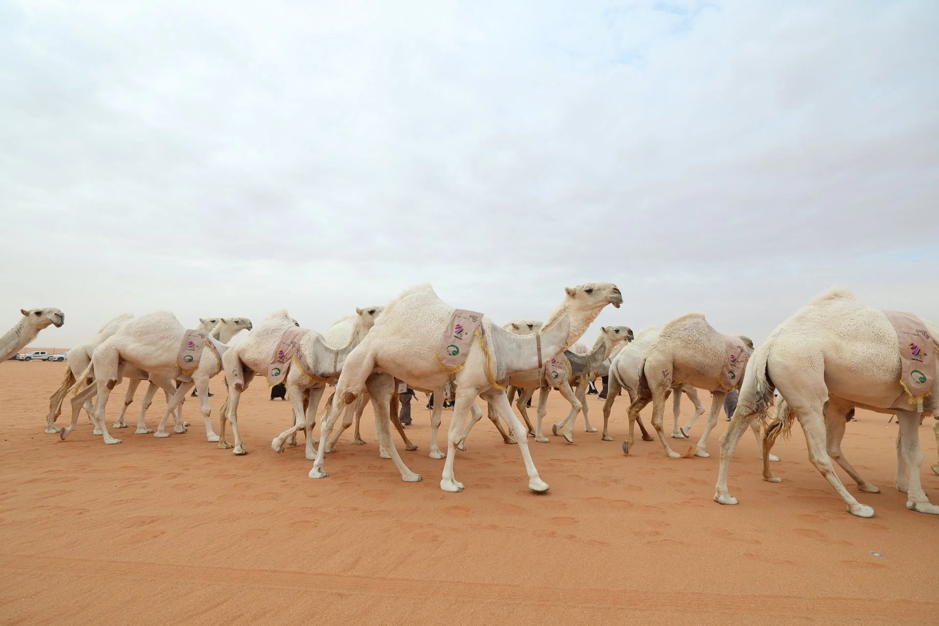 منقية النائلات في مسيرتها