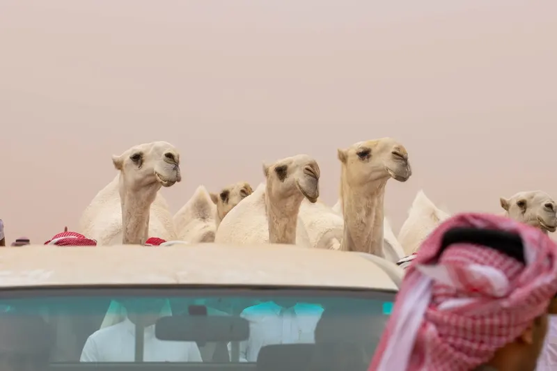 النسخة العاشرة من مهرجان الملك عبدالعزيز للإبل