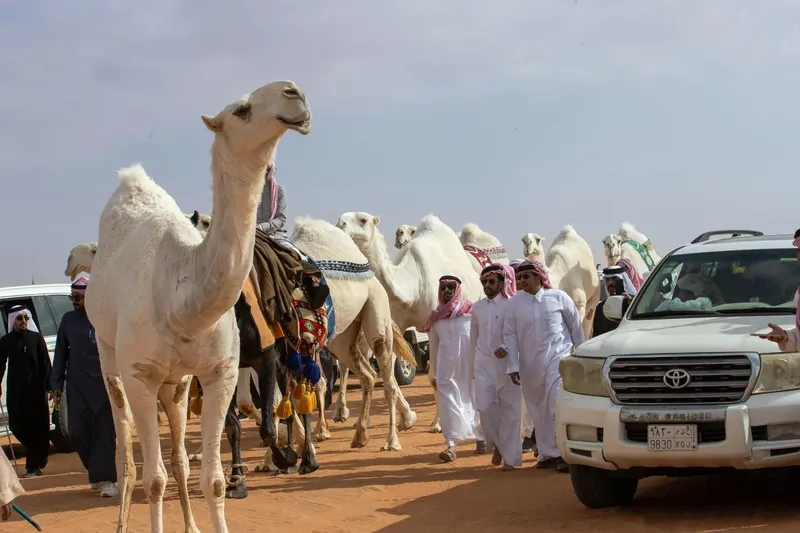 النسخة العاشرة من مهرجان الملك عبدالعزيز للإبل