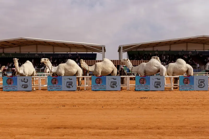 فردي الجل
