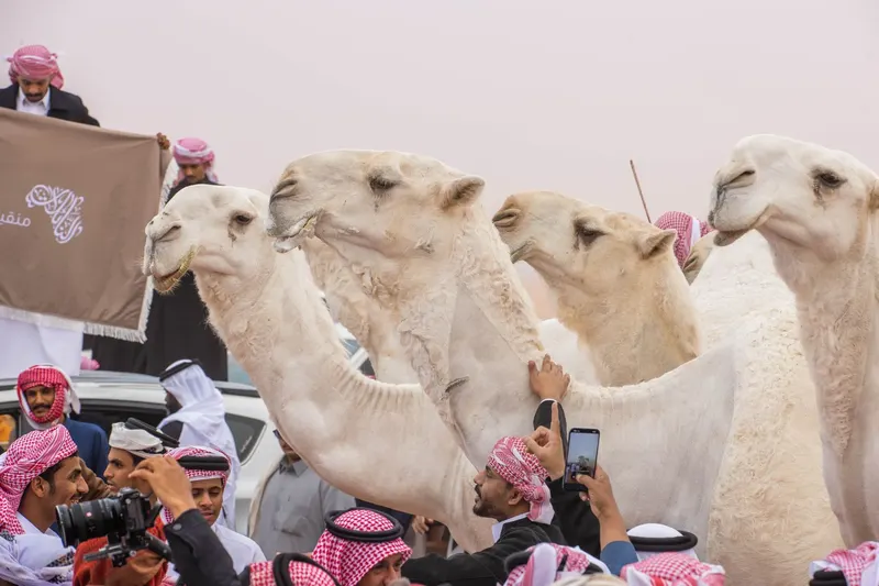 فردي الجل