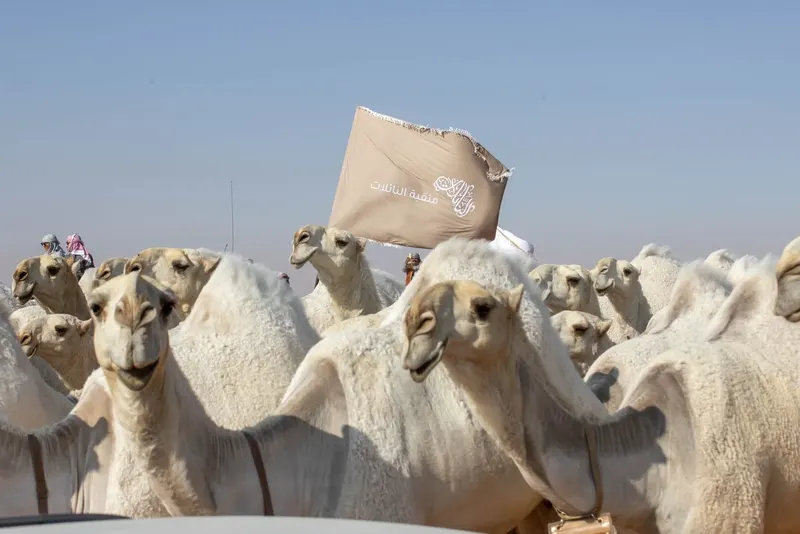 بيرق الموحد