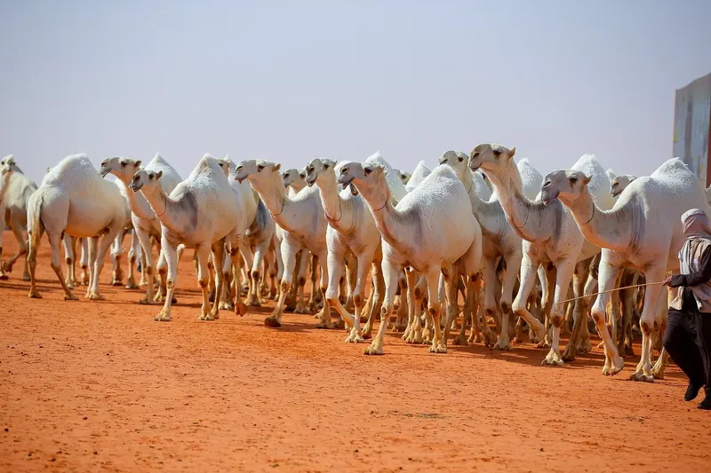 بيرق المؤسس