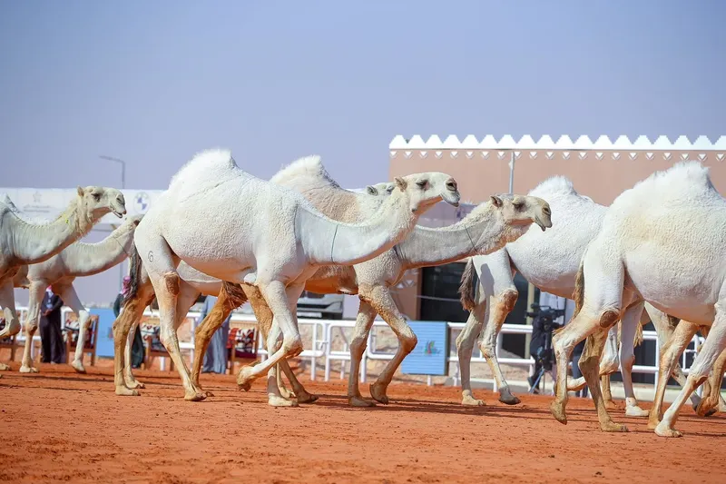 بيرق المؤسس