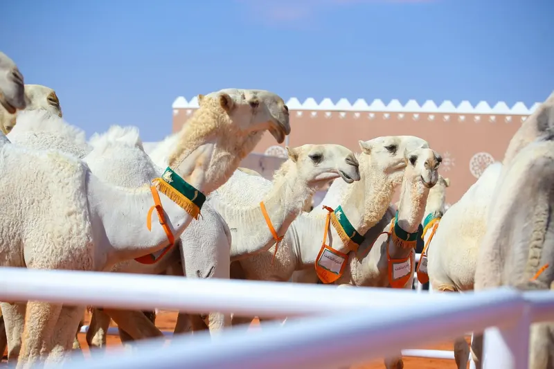 نخبة النخبة