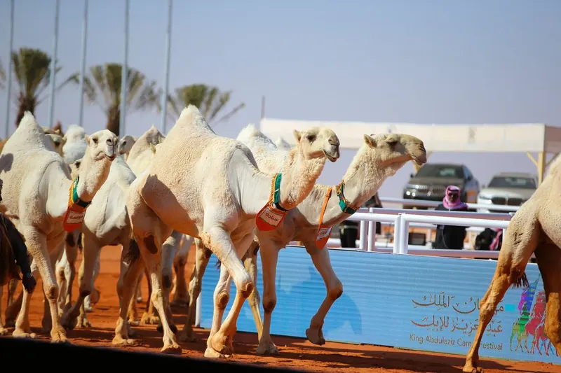 نخبة النخبة