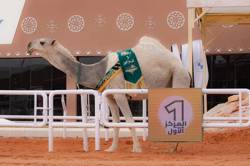 النسخة السابعة من مهرجان الملك عبدالعزيز للإبل