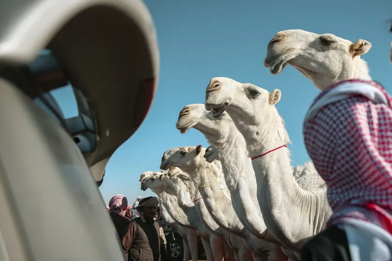 بيرق المؤسس