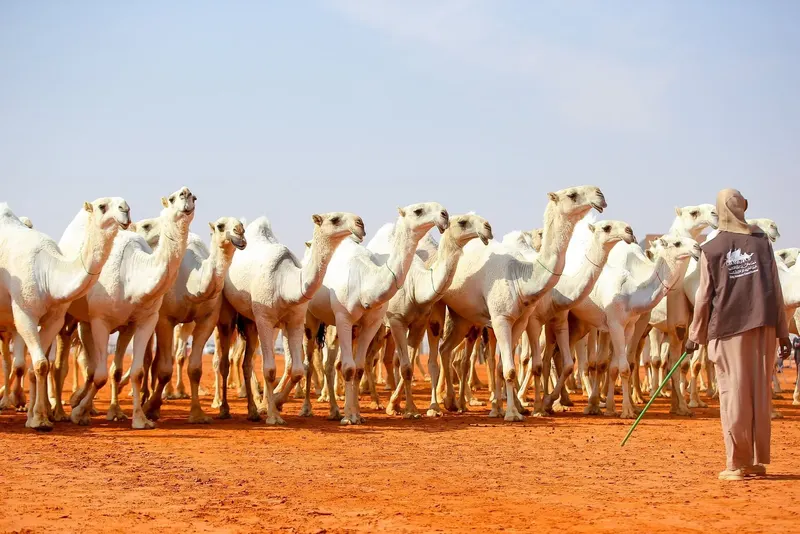 النسخة السابعة من مهرجان الملك عبدالعزيز للإبل