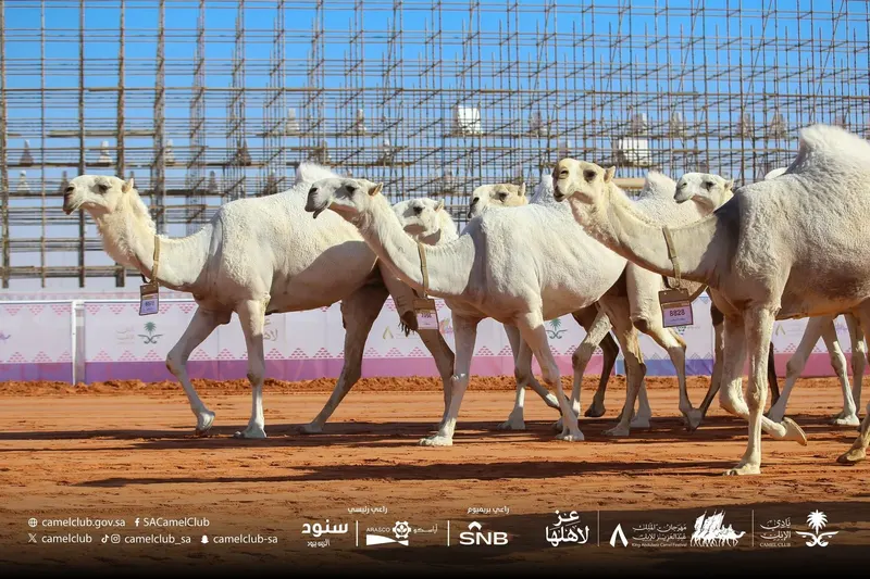 فردي الجل