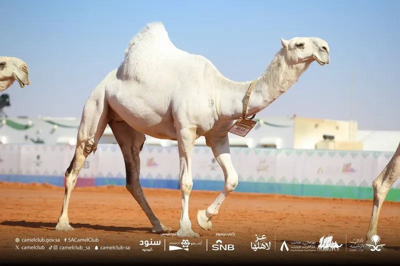 فردي الجل