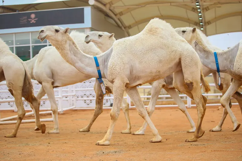 بيرق الموحد