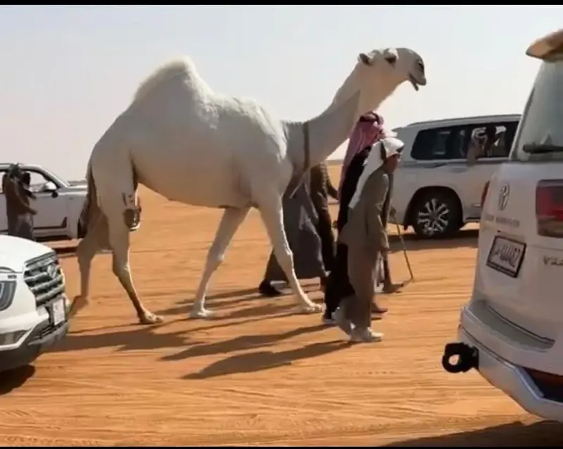 فردي الجل