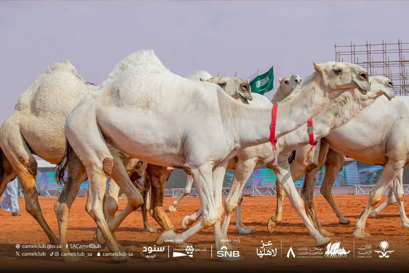 نخبة النخبة