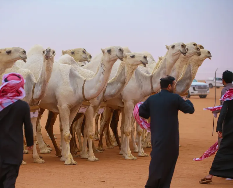 نخبة النخبة