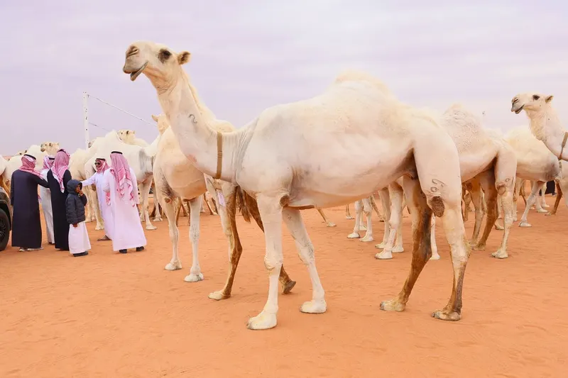 بيرق الموحد
