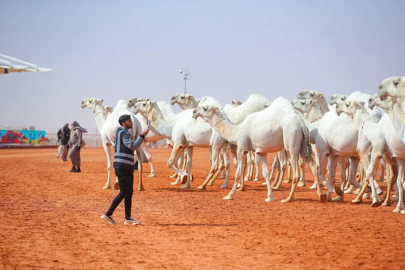 فردي الجل