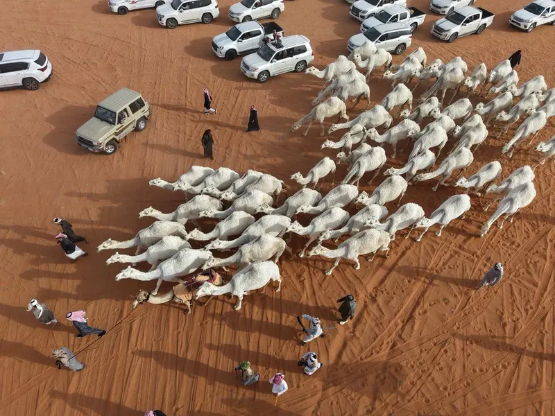 بيرق الموحد ونخبة النخبة