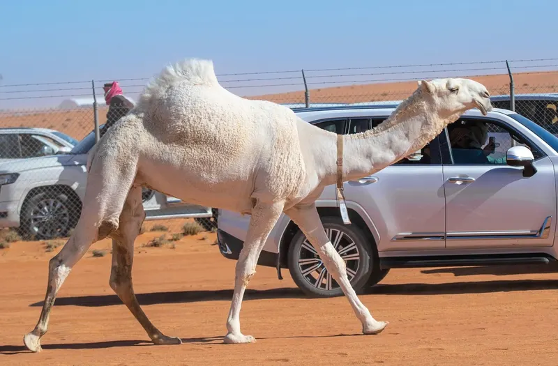 الفردي: الدق والجل