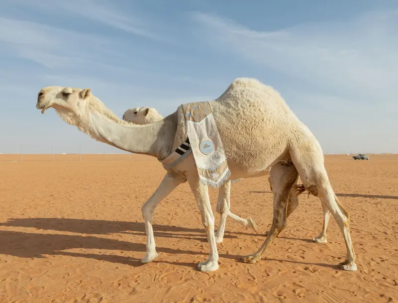 الفردي: الدق والجل