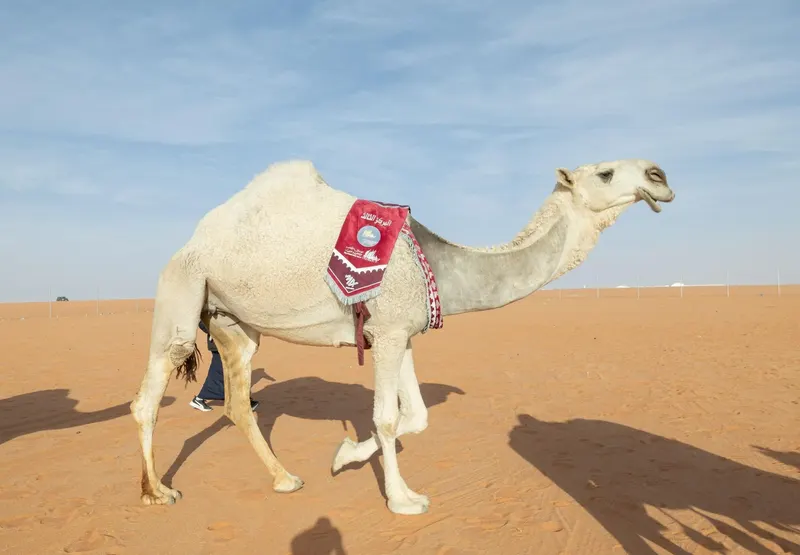 الفردي: الدق والجل