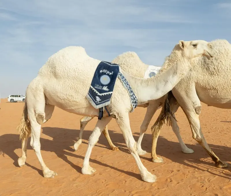 الفردي: الدق والجل