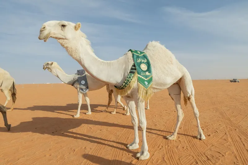 الفردي: الدق والجل
