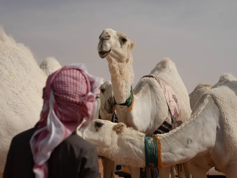 بيرق الموحد ونخبة النخبة
