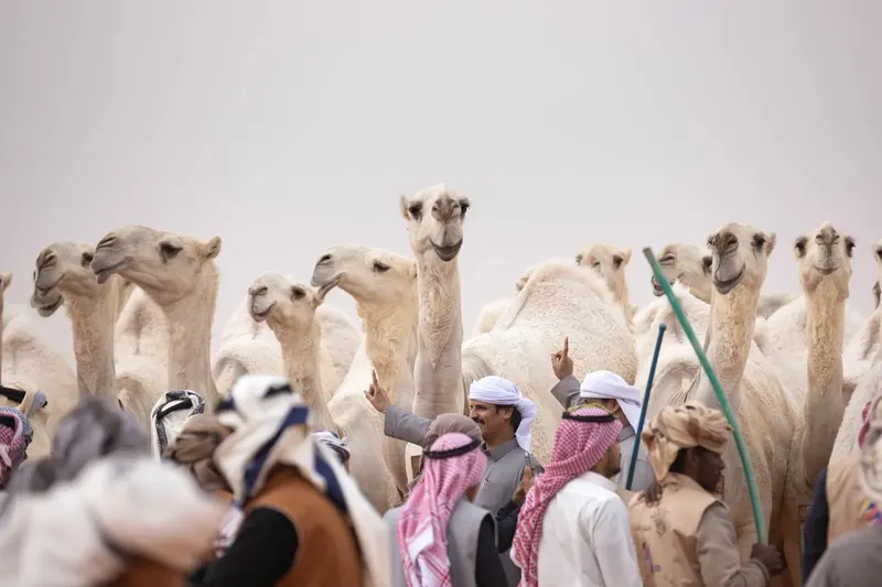 مسيرة كأس العالم
