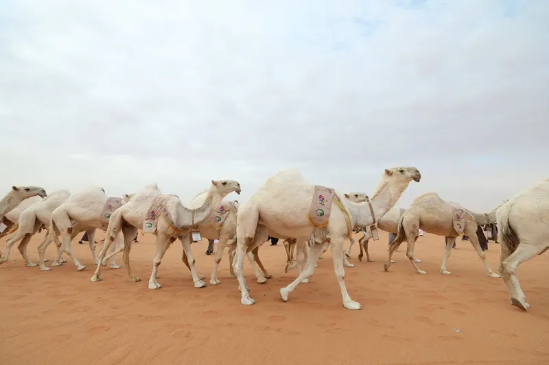 مسيرة كأس العالم