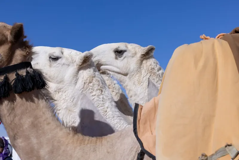 الفردي: الدق والجل